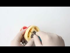 مدل دندان مطالعه دندان مدرسه دندان 28 عدد دندان با پیچ مدل فک ترمیم دندان برای شما