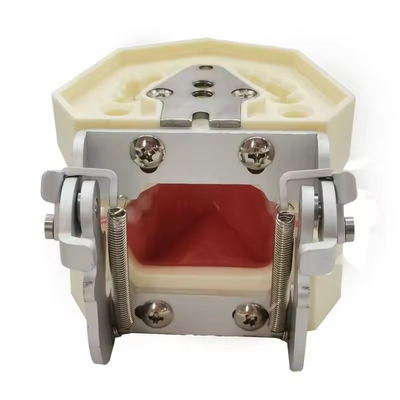 Dental Study Teeth Model Dental School 28pcs Teeth With Screw Dental Restoration Jaw Model