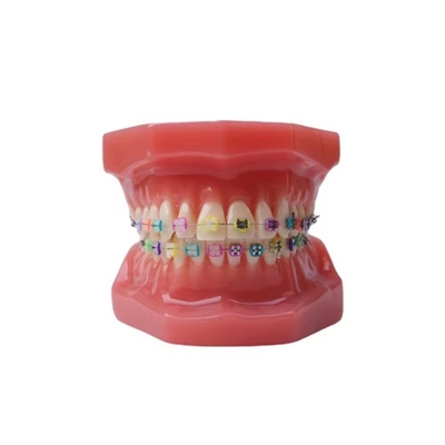 1:1 Adult Teeth Models For Training Dental Student Practice Standard Orthodontic Model