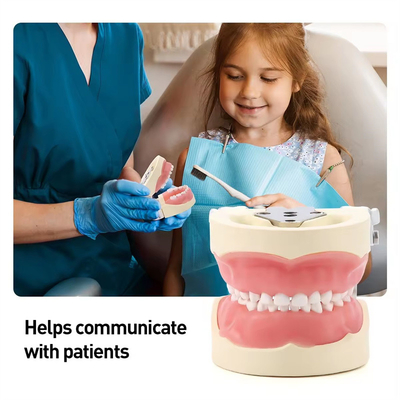 Detachable 24pcs Children Dental Teeth Model Resin Made Training Kids Teeth Practise Model