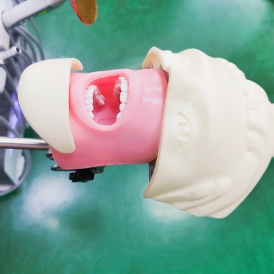 مدل آموزشی شبیه ساز دانشجویان دندانپزشکی حرفه ای مدل سر فانتوم دندانپزشکی علوم پزشکی