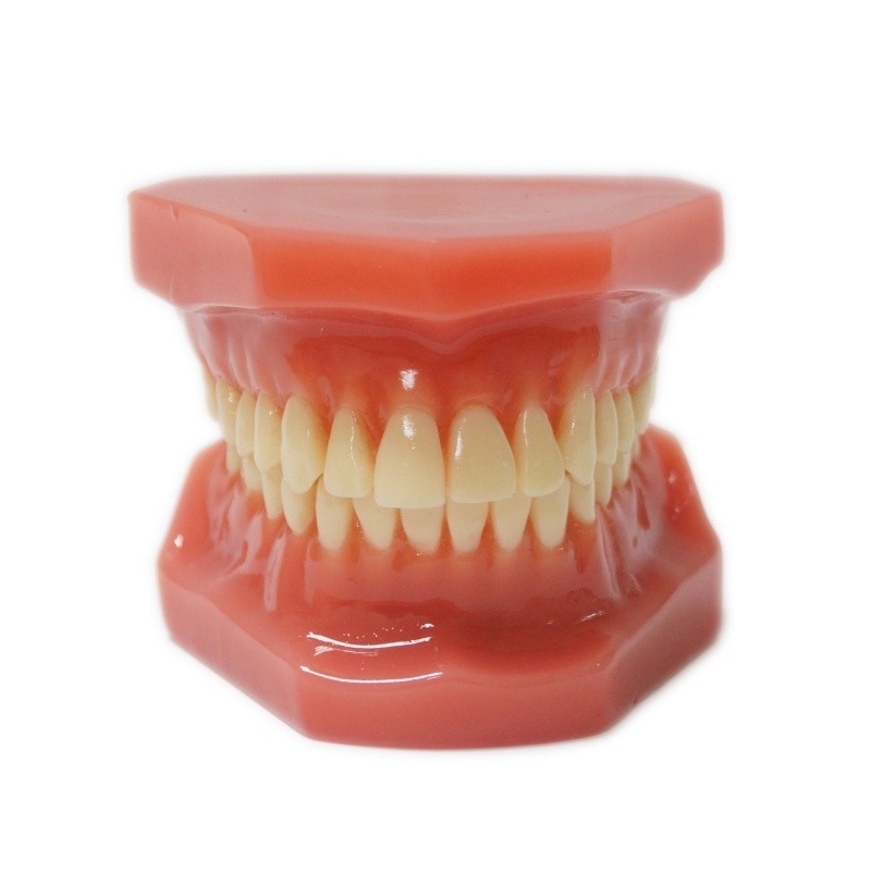 1:1 Adult Teeth Models For Training Dental Student Practice Standard Orthodontic Model