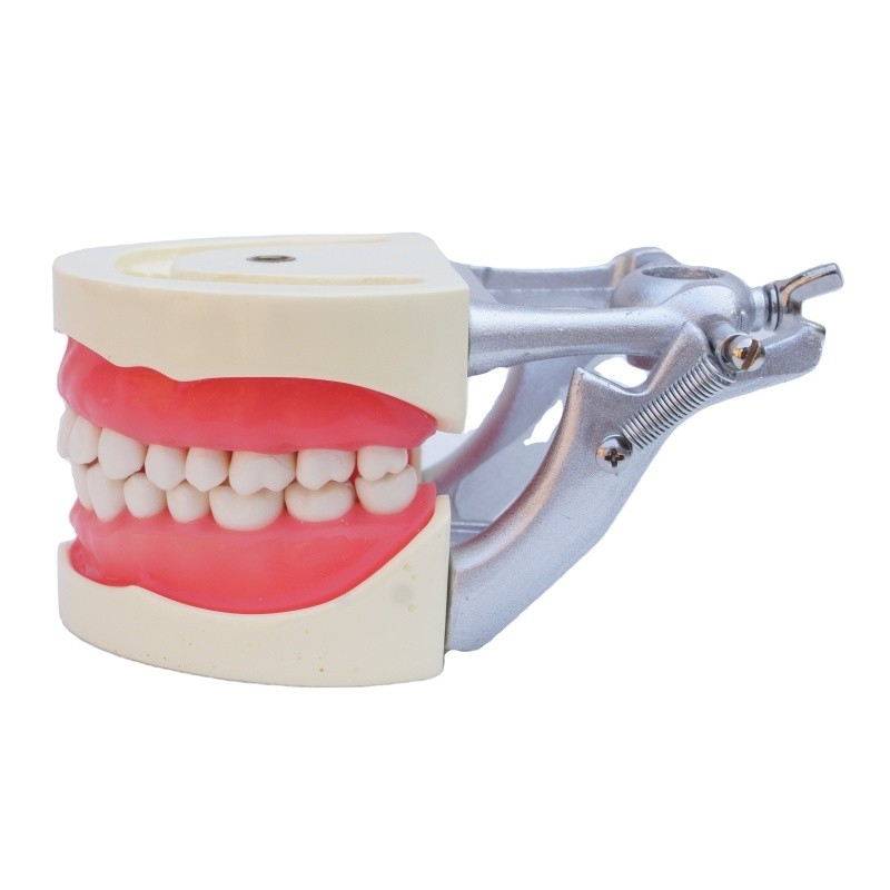 Standard Model Teeth Practice Dental Student Acrylic Resin Dental Typodonts With DP Articulator