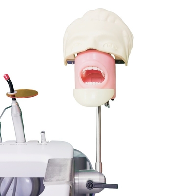 Dental School Phantom Head For Dental Student Study Model Dental Phantom Head Unit